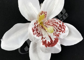 Orchidea vencová  SCC12-11