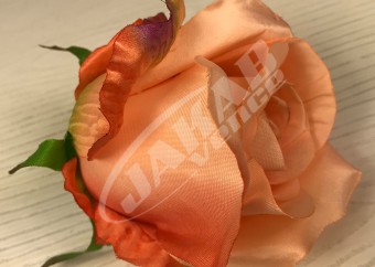 Ruža vencová  JX1267-23