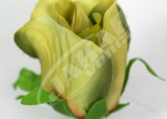 Ruža vencová puk  JX1662-8