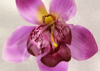 Orchidea vencová  SCC12-10L