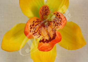 Orchidea vencová  SCC12-10