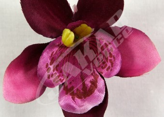 Orchidea vencová  SCC12-9