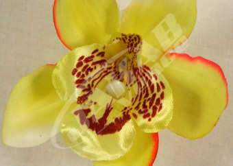 Orchidea vencová  SCC12-6