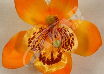 Orchidea vencová  SCC12-5