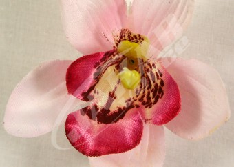 Orchidea vencová  SCC12-4