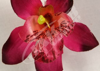 Orchidea vencová  SCC12-3