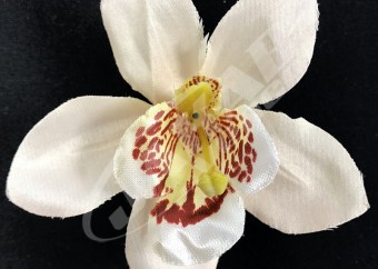 Orchidea vencová  SCC12-2