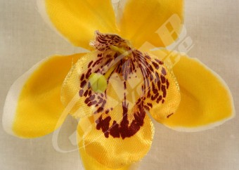 Orchidea vencová  SCC12-1