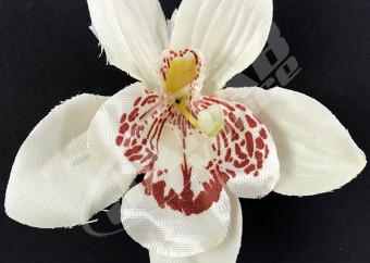 Orchidea vencová  SCC12-12