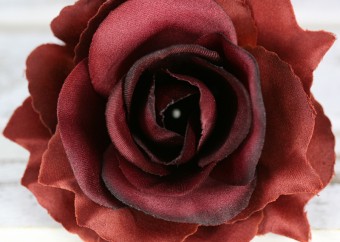 Ruža vencová rozvitá  JX1636-GRL