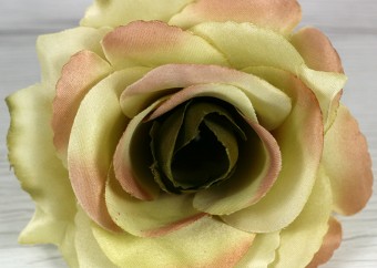 Ruža vencová rozvitá  JX1636-A19