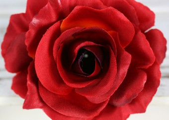 Ruža vencová rozvitá  JX1636-33