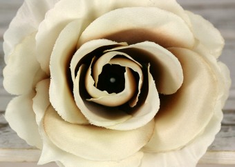 Ruža vencová rozvitá  JX1636-25