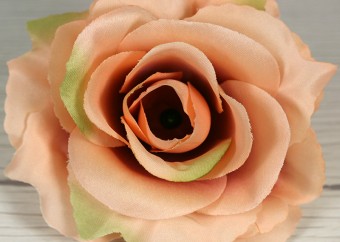Ruža vencová rozvitá  JX1636-18