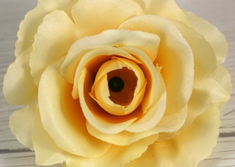 Ruža vencová rozvitá  JX1636-13