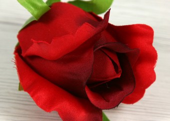 Ruža vencová  JX1910-19