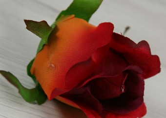Ruža vencová  JX1910-58