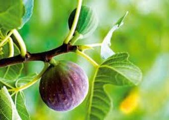 Výsadbové figovníky