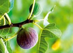 Výsadbové figovníky